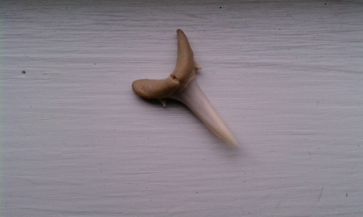 The author's shark tooth