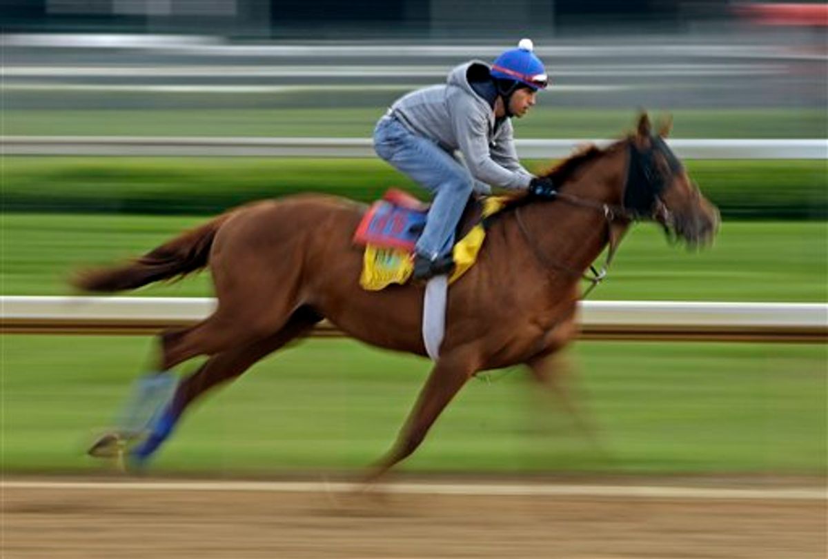 Exercise rider James Slater takes Kentucky Derby entrant Animal Kingdom for a workout at Churchill Downs Friday, May 6, 2011, in Louisville, Ky. (AP Photo/Charlie Riedel) (AP)