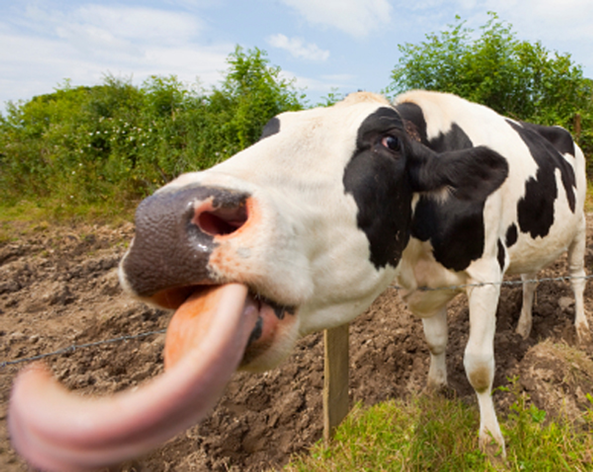 Tongue: How It's Eaten Around the World