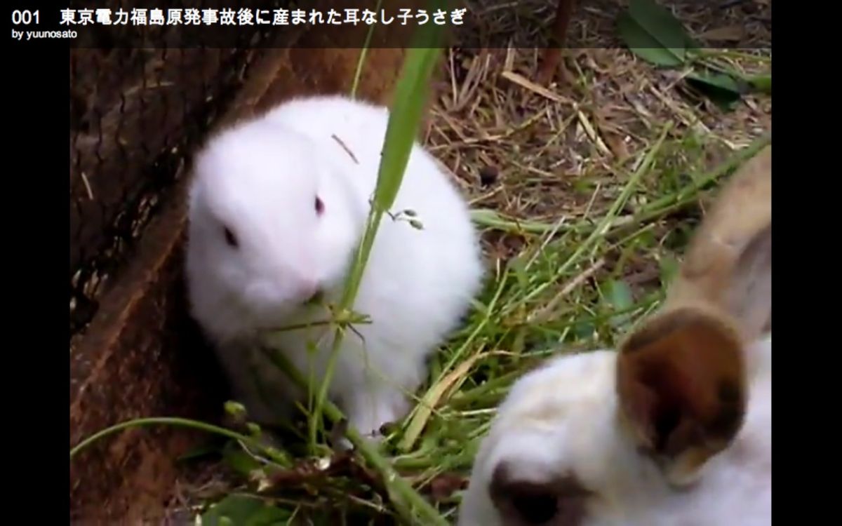 Fukushima S Mutant Earless Bunny Salon Com