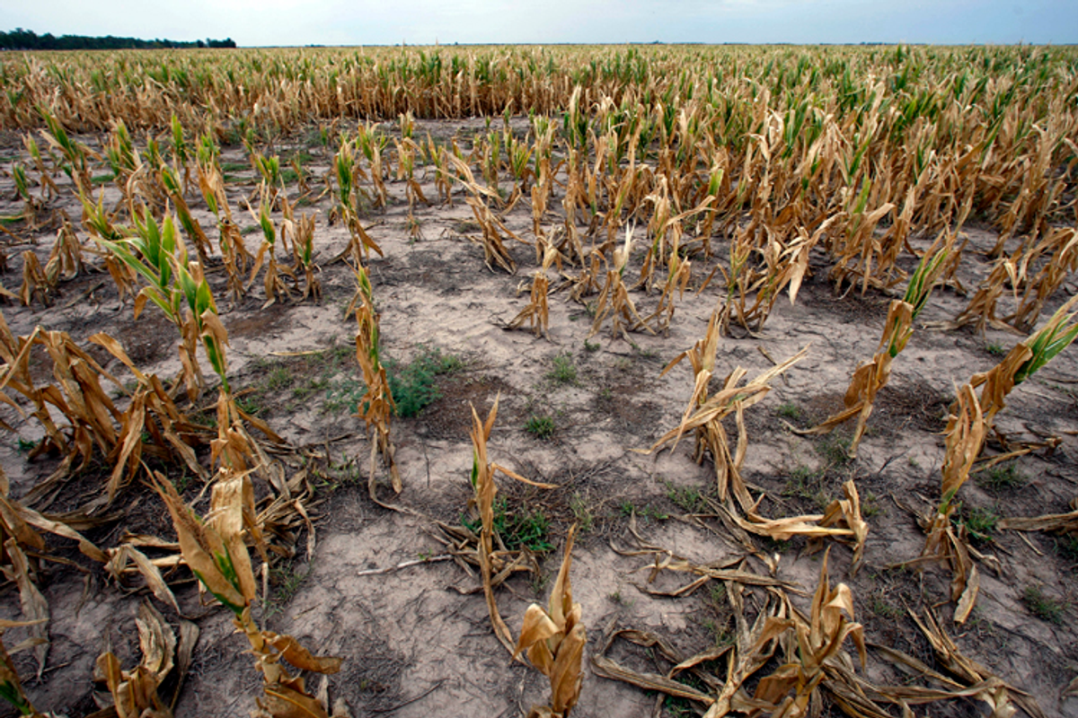 A drought-affected corn field is not the cause of food shortages