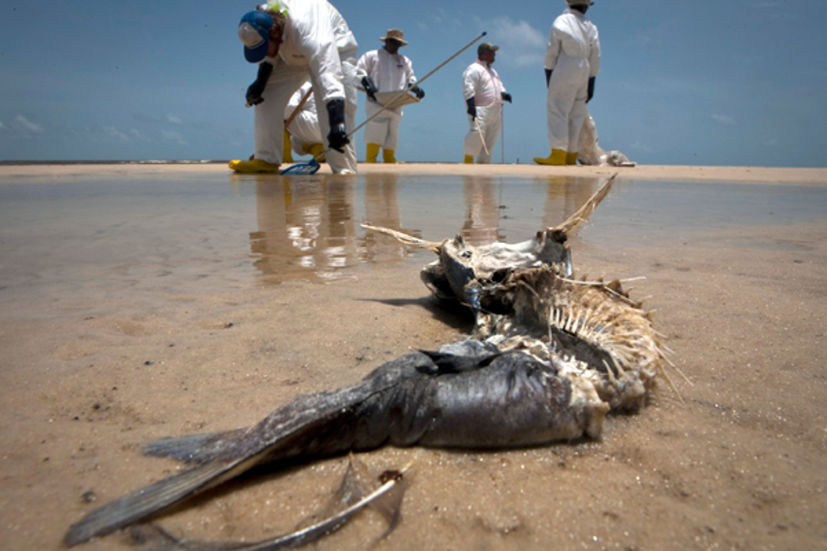 A decomposed fish lies in the water as workers pick up oil balls from the Deepwater Horizon oil spill in Waveland, Mississippi on July 7, 2010    (Reuters/Lee Celano)