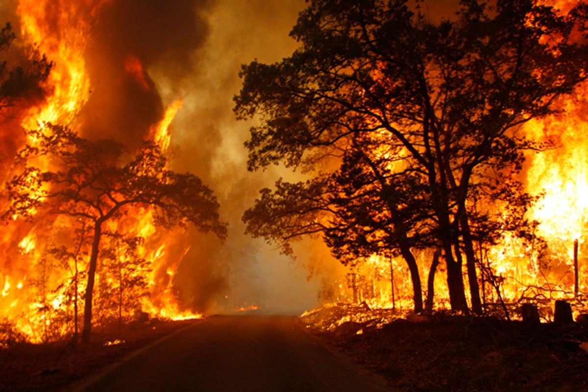 Flames engulf a road near Bastrop State Park as a wildfire burns out of control near Bastrop, Texas September 5, 2011.        (Mike Stone / Reuters)