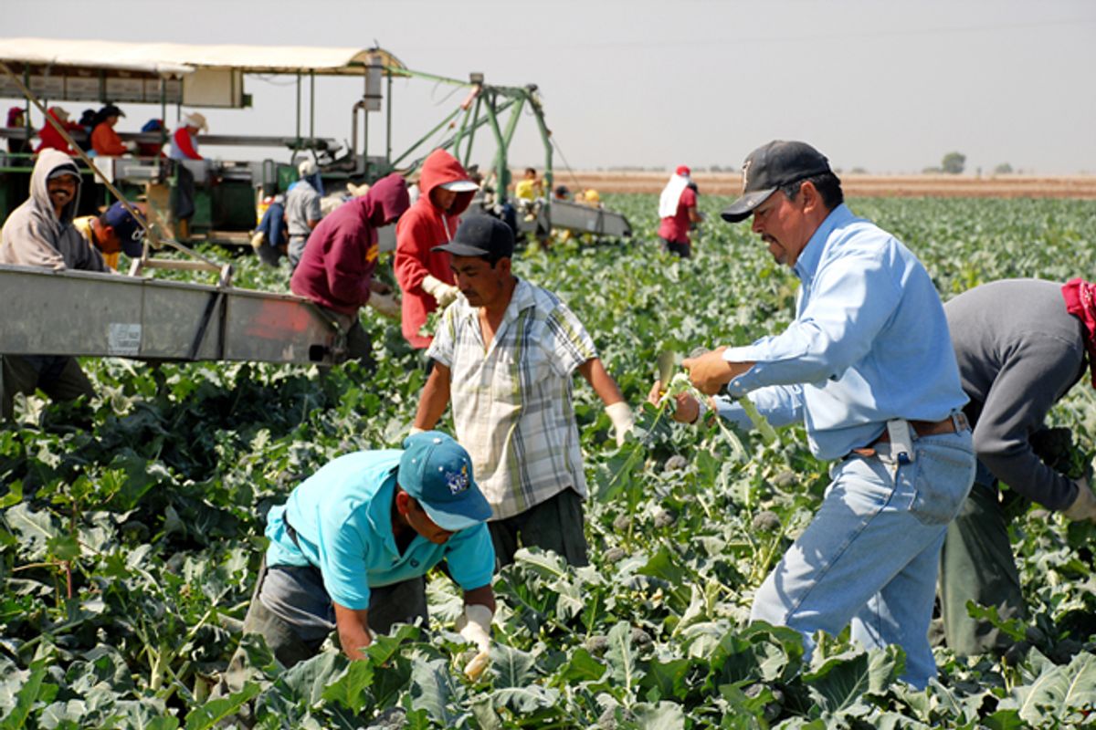 Field workers in Yuma, Ariz.       (AP/Jacob Lopez)
