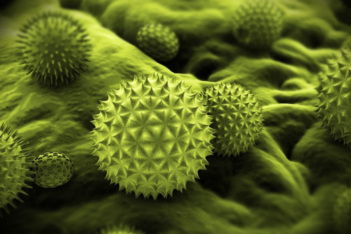    (<a href='http://www.shutterstock.com/cat.mhtml?lang=en&search_source=search_form&version=llv1&anyorall=all&safesearch=1&searchterm=pollen&search_group=&orient=&search_cat=&searchtermx=&photographer_name=&people_gender=&people_age=&people_ethnicity=&people_number=&commercial_ok=&color=&show_color_wheel=1#id=51504502&src=ca49ba2374a38d0b0ab58a10050570c5-1-13'>Sebastian Kaulitzki</a> via <a href='http://www.shutterstock.com/'>Shutterstock</a>)