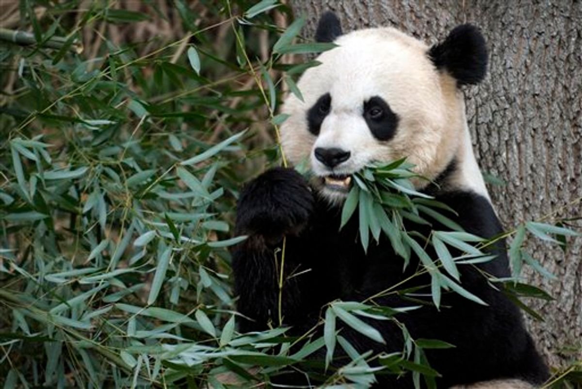 This Dec. 19, 2011 file photo shows Mei Xiang, the female giant panda at the Smithsonian's National Zoo in Washington. (AP/Susan Walsh/File)     