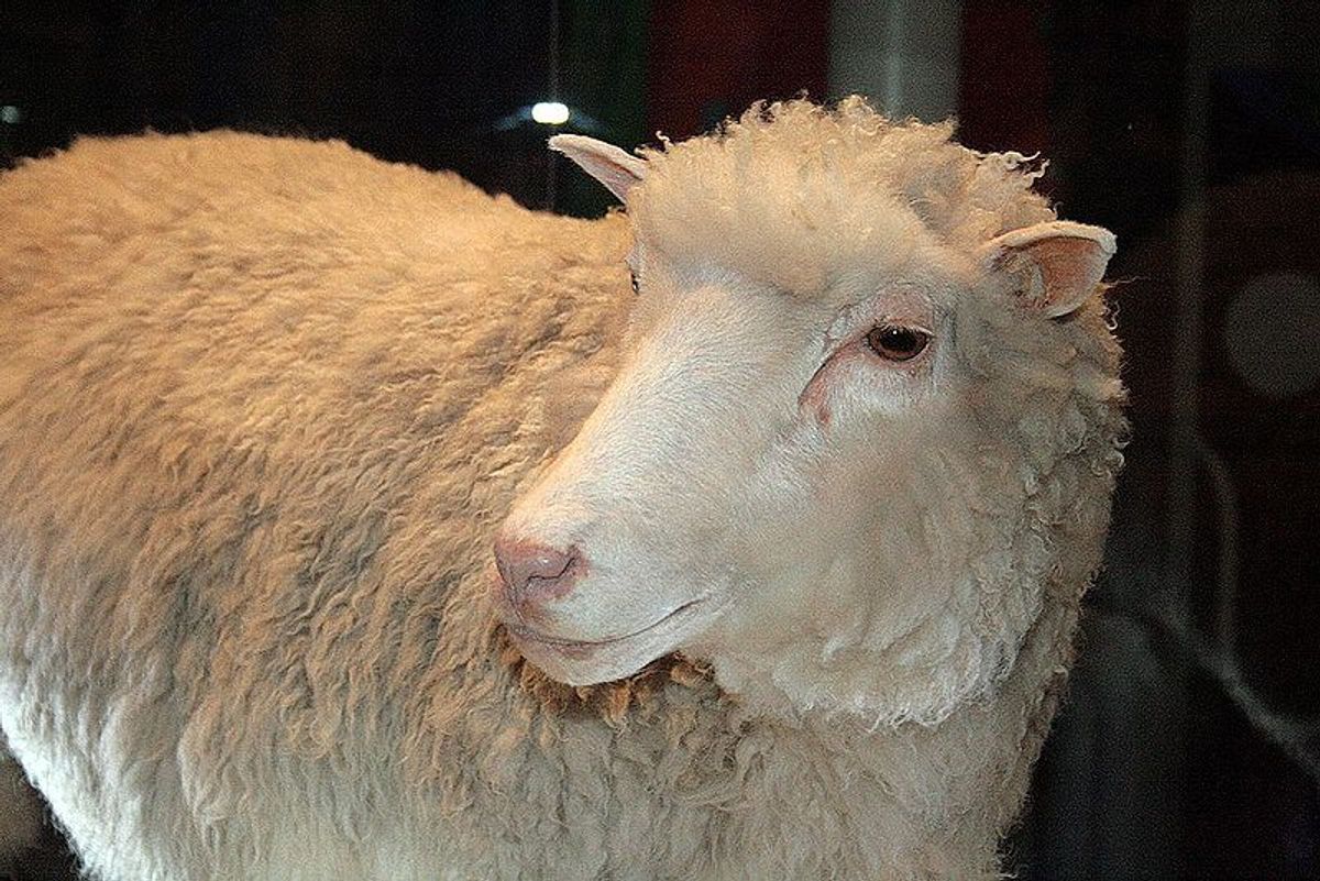  Dolly, the cloned sheep (Wikimedia/Hello! Dolly) 