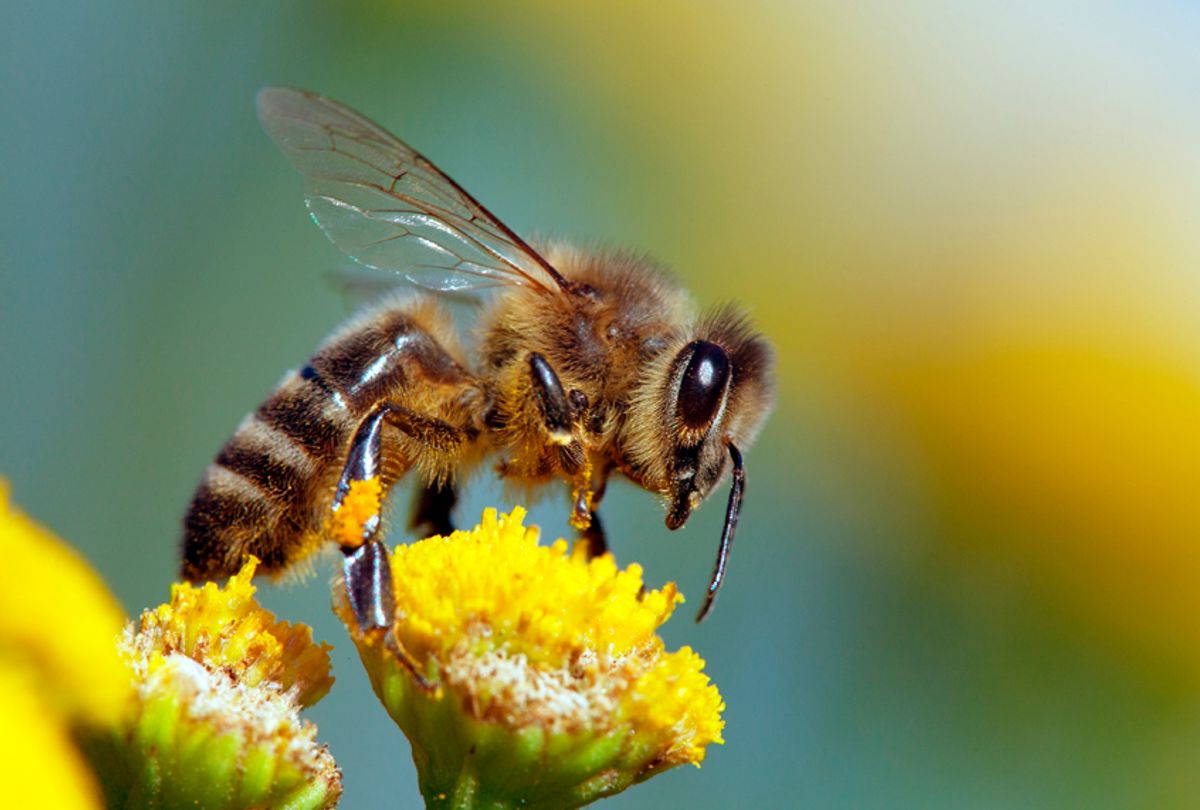 beyond-honey-bees-wild-bees-are-also-key-pollinators-and-some-species