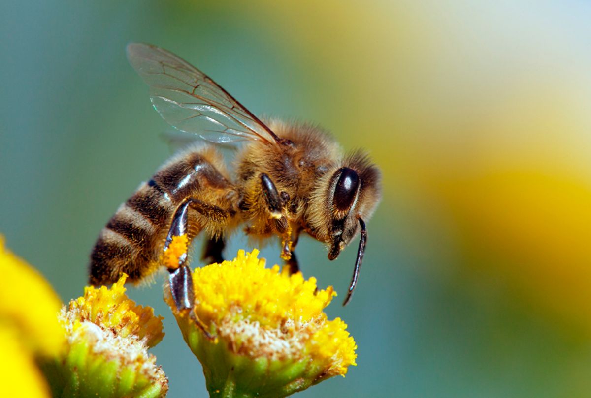 Beyond Honey Bees Wild Bees Are Also Key Pollinators And Some Species 