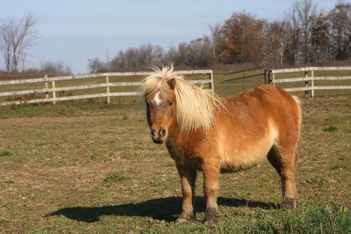 A miniature horse (not Tinker)   (Ron Rowan Photography/Shutterstock)