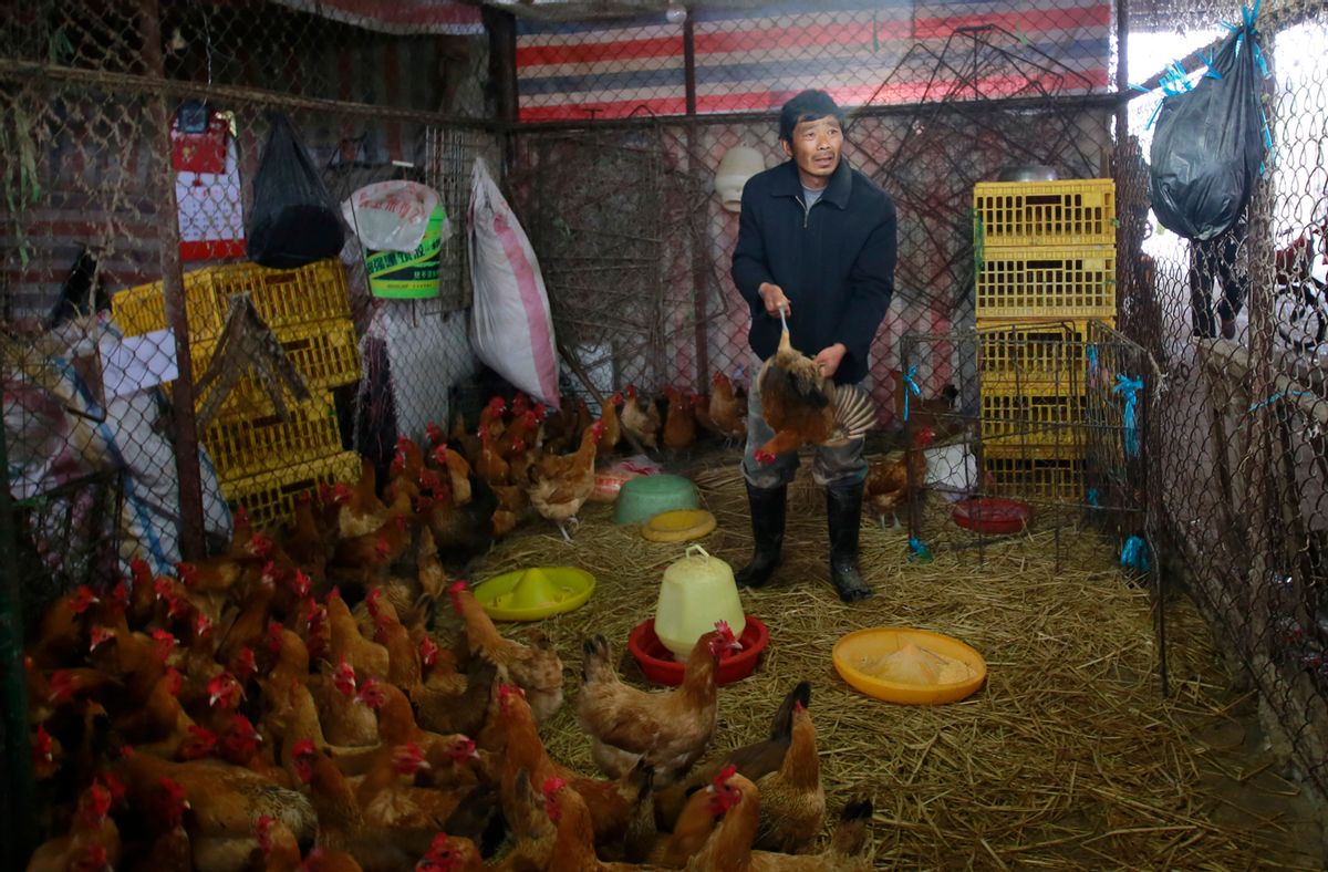 A worker catches a live chicken at a poultry market in Shanghai, China.         (Associated Press)