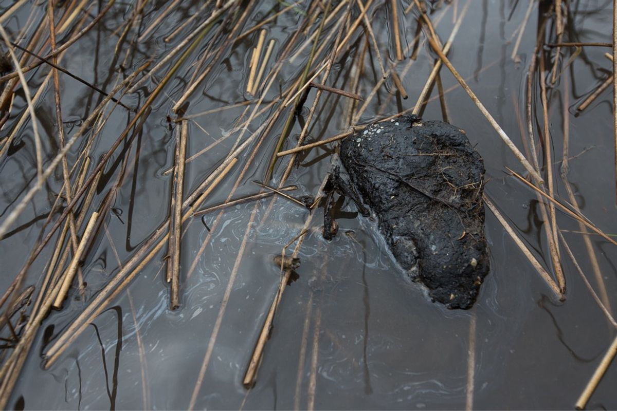Oil in the marshes of Bay Jimmy, Louisiana. The area was particularly affected by the BP spill.     (Julie Dermansky)