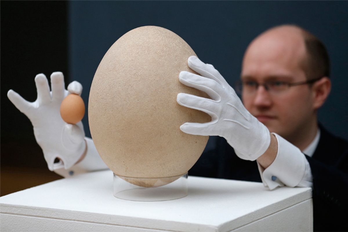 Christie's specialist James Hyslop holds a chicken egg next to a pre-17th century, sub-fossilised Elephant Bird egg in London March 27, 2013.        (Reuters/Suzanne Plunkett)