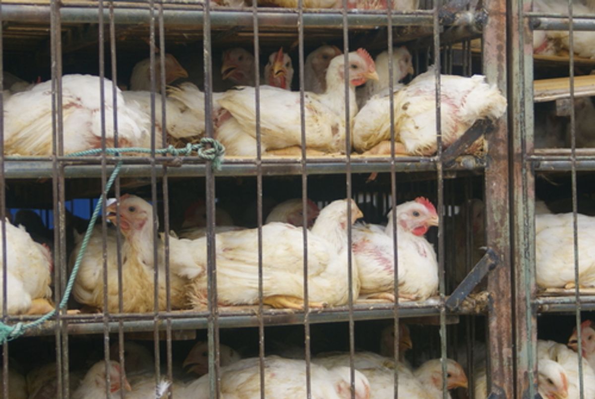 6 states that might criminalize taping animal cruelty 