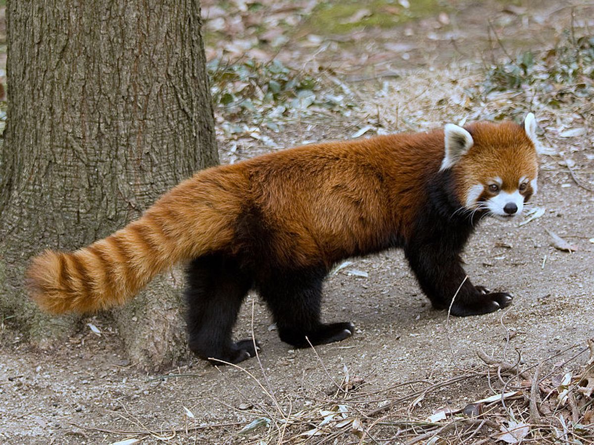  A red panda    (Wikipedia)