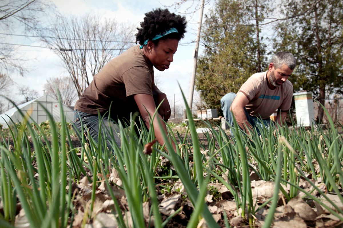 Urban farmers         (Reuters/Rebecca Cook)