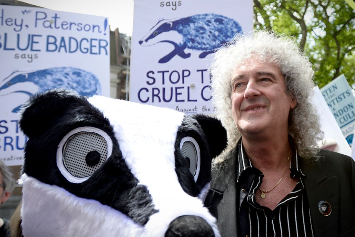 Download Queen's Brian May wrote a hit song about badgers | Salon.com