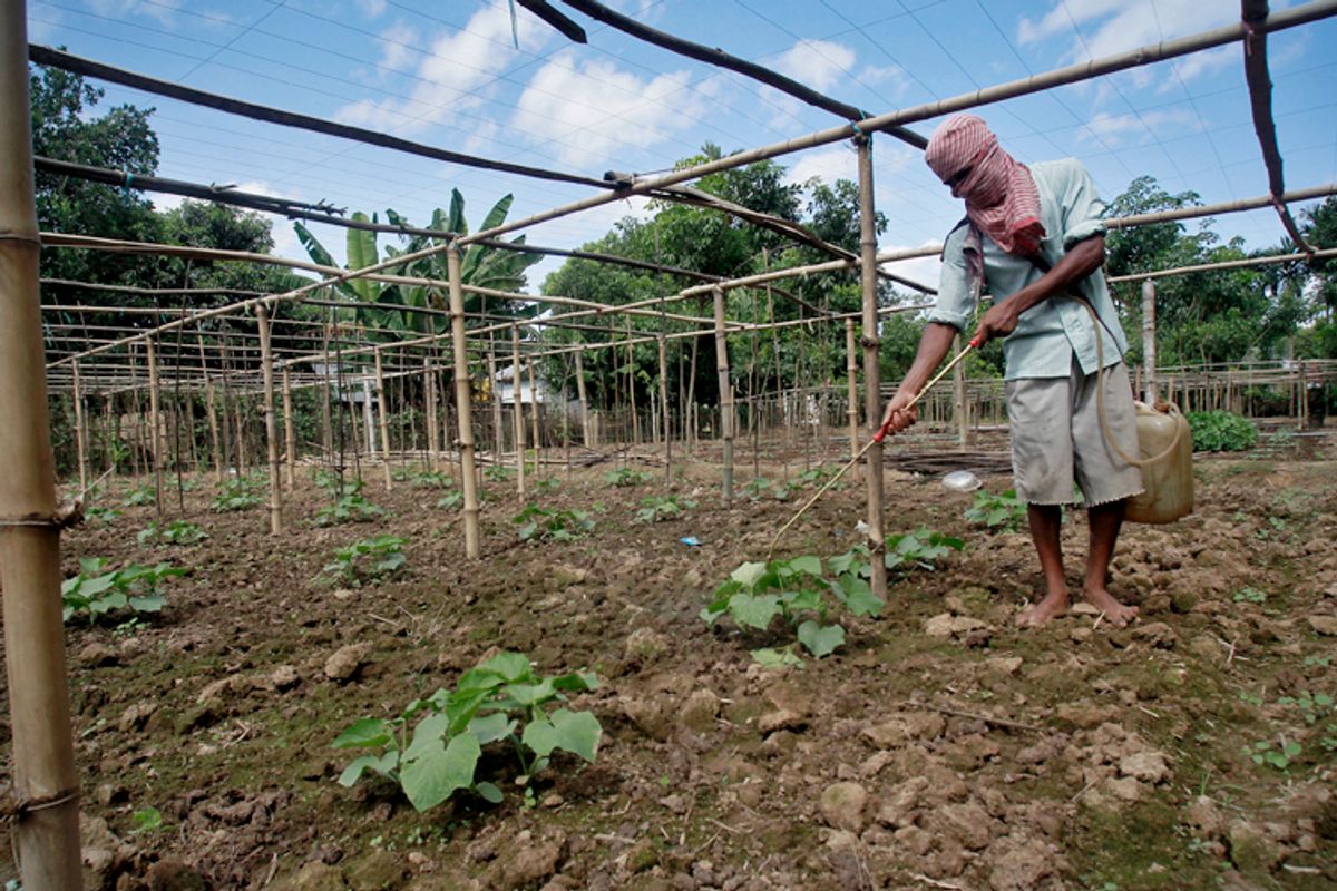 A farmer sprays pesticide containing monocrotophos at Mohanpur village, about 28 miles west of Agartala, the capital of India's northeastern state of Tripura, July 25, 2013.   (Reuters/Jayanta Dey)