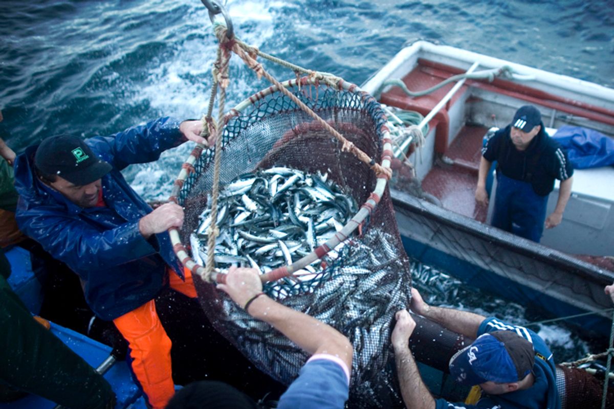 Sardine fishermen       (Reuters/Nacho Doce)