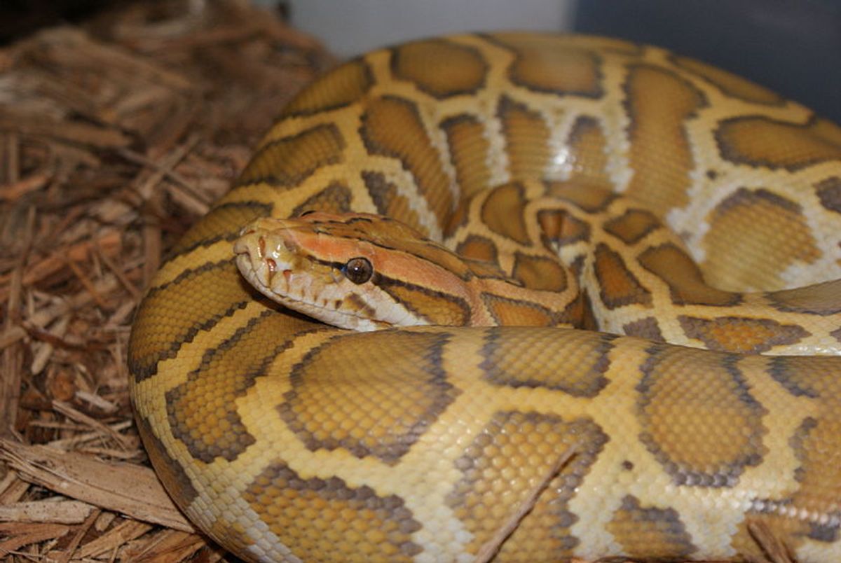 Burmese python   (Wikimedia Commons)