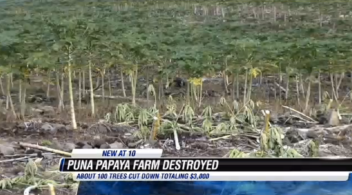   (Screenshot, Hawaii News Now)