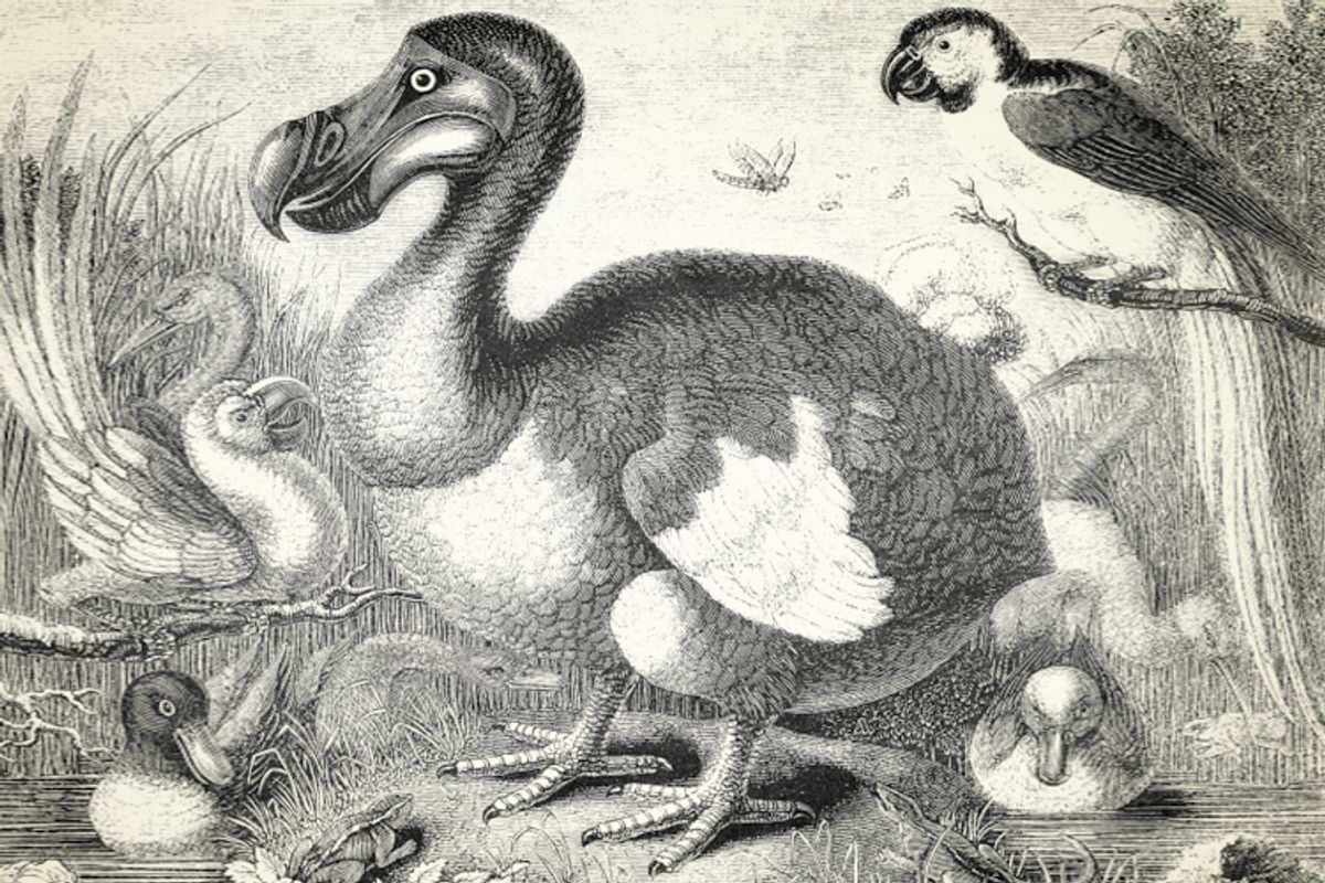 The dodo (Raphus cucullatus)     (<a href='http://www.istockphoto.com/user_view.php?id=5051979'>denisk0</a> via <a href='http://www.istockphoto.com/'>iStock</a>)