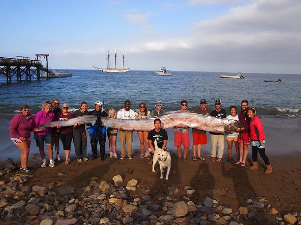 This 18-foot-long oarfish was found in the waters of Toyon Bay on Santa Catalina Island last week.        (Catalina Island Marine Institute)