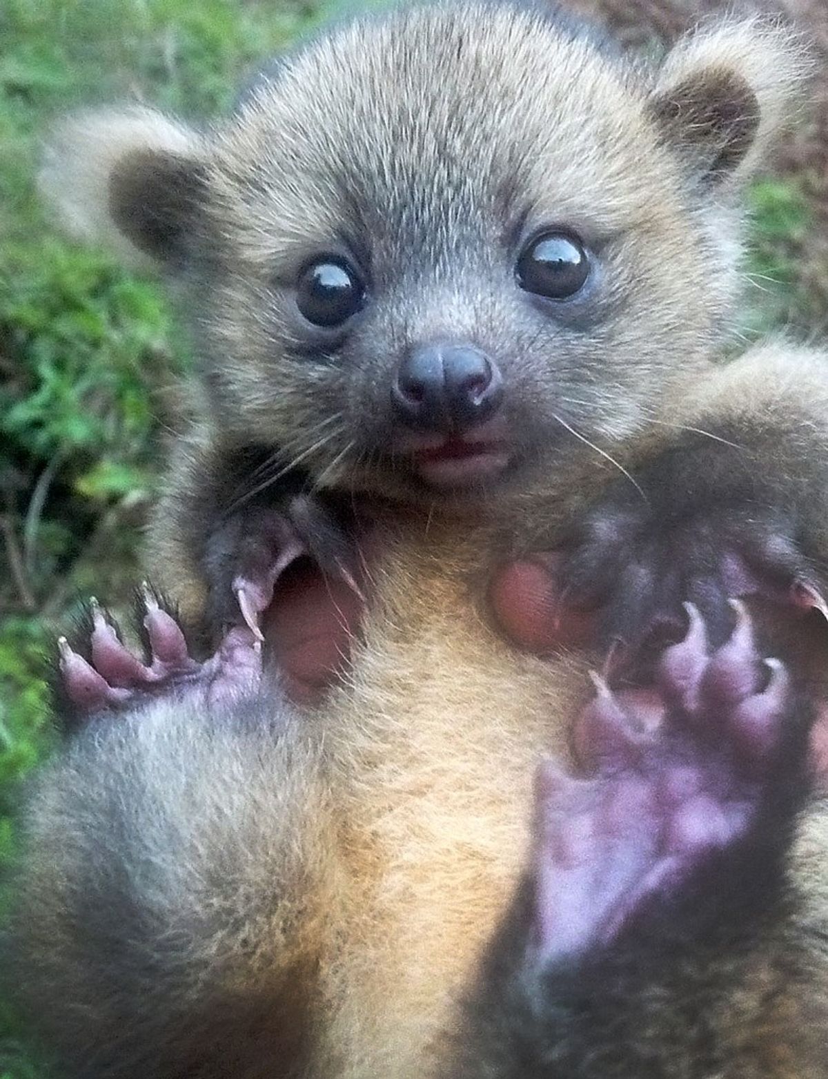 We now have baby pictures of the newly discovered olinguito 