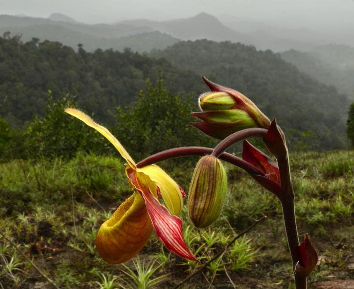 This orchid, (Phragmipedium lindleyanum), found on top of the Grensgebergte mountain is rare in Suriname.  (Trond Larsen)