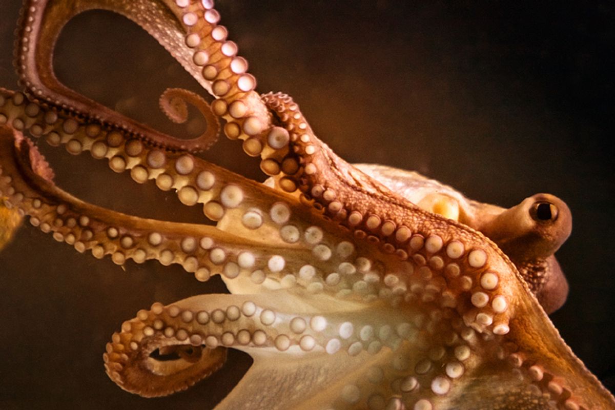     (<a href='http://www.istockphoto.com/user_view.php?id=3119392'>piola666</a> via <a href='http://www.istockphoto.com/'>iStock</a>)