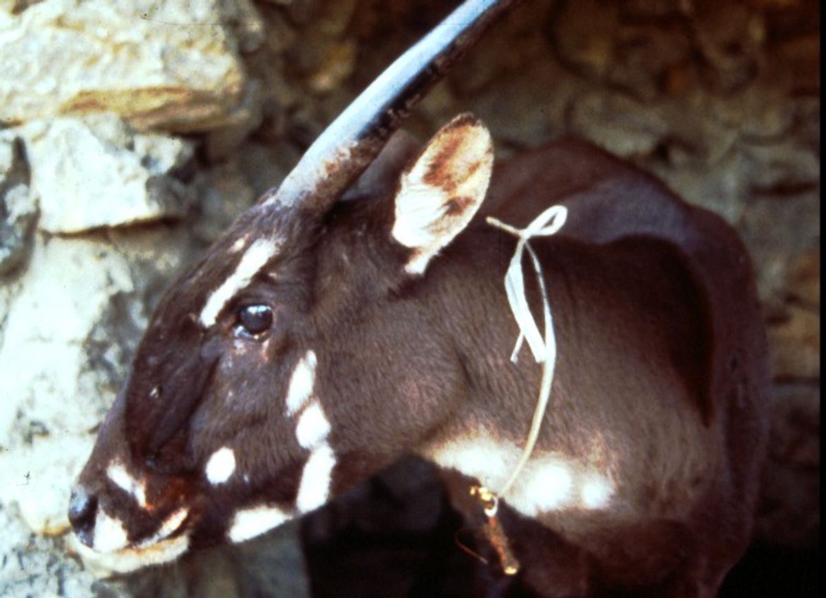 A female saola, photographed in 1996.     (© William Robichaud)