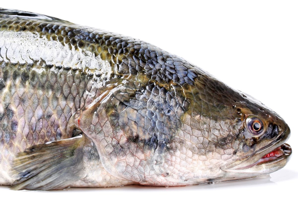 10 Fish Species You Can Eat With a Clean Conscience