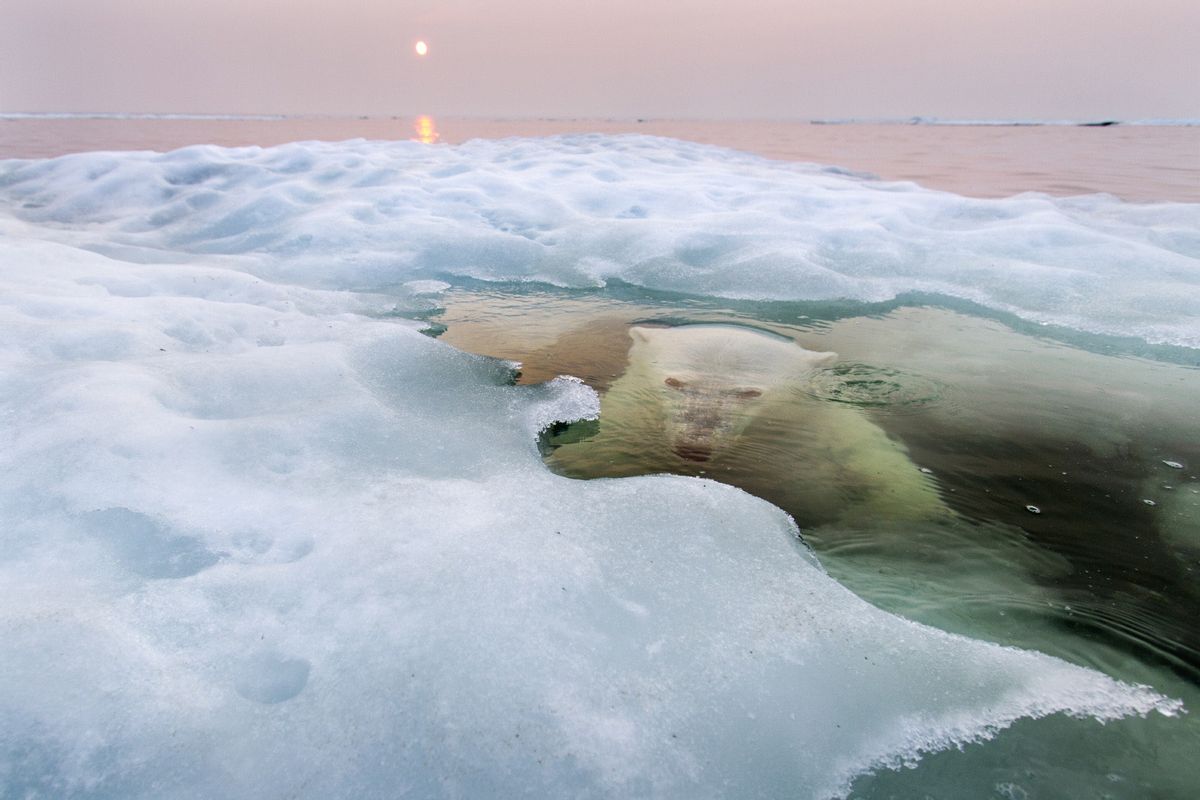 "The Ice Bear"
  (Paul Souders/National Geographic Photo Contest)
