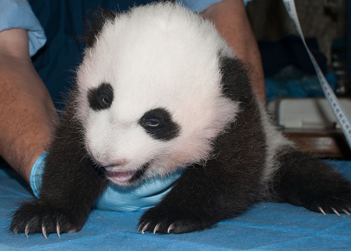 Bao Bao on October 29, 2013   (Abby Wood, Smithsonian's National Zoo)