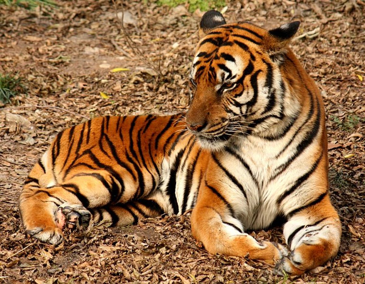 A South China tiger at the Shanghai Zoo    (Wikimedia Commons)
