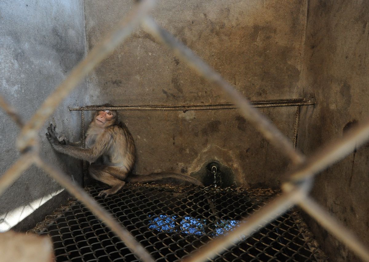 A terrified macaque at a monkey breeding farm in Laos attempts to hide behind a small metal rod inside his cage.     (Jo-Anne McArthur/We Animals)