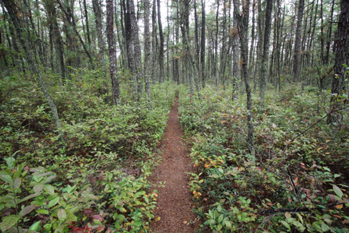 The Batona Trail cuts through Wharton State Forest in New Jersey Pine Barrens.   (Dawn J Benko/Shutterstock)