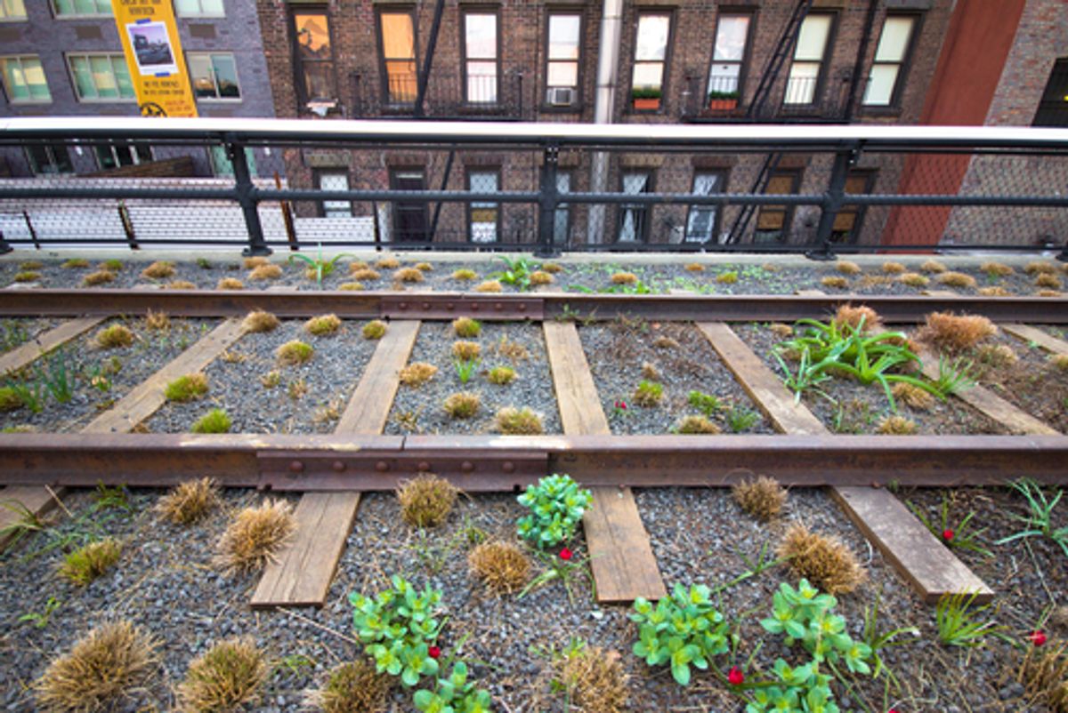 New York's High Line Park  (littleny/Shutterstock)