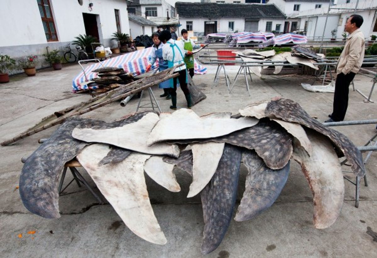 Whale shark fins are dried and stacked for export. This processing plant processes over 600 whale sharks per year. Puqi, Zhejiang Province, China.   (WildLife Risk)