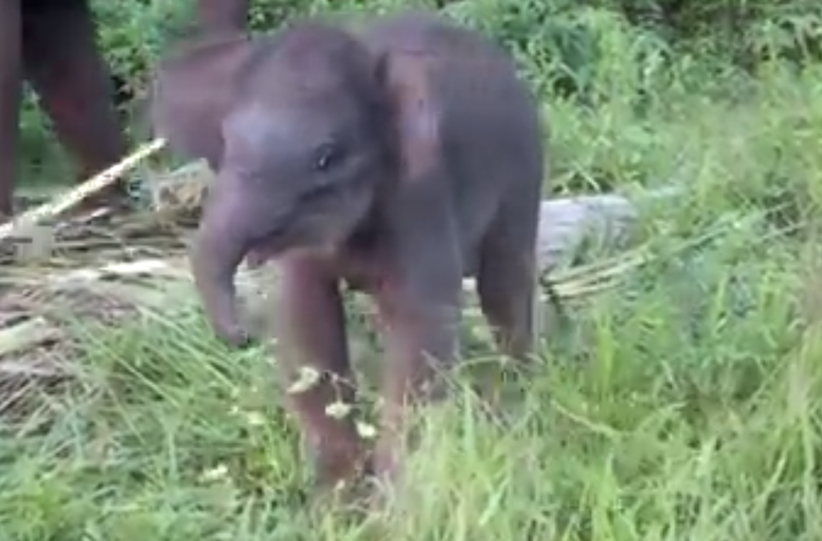 Watch this baby elephant figure out how to use her trunk 