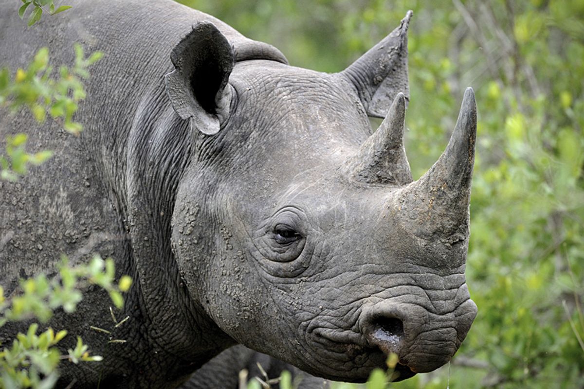 rhinos disappear slaughtered