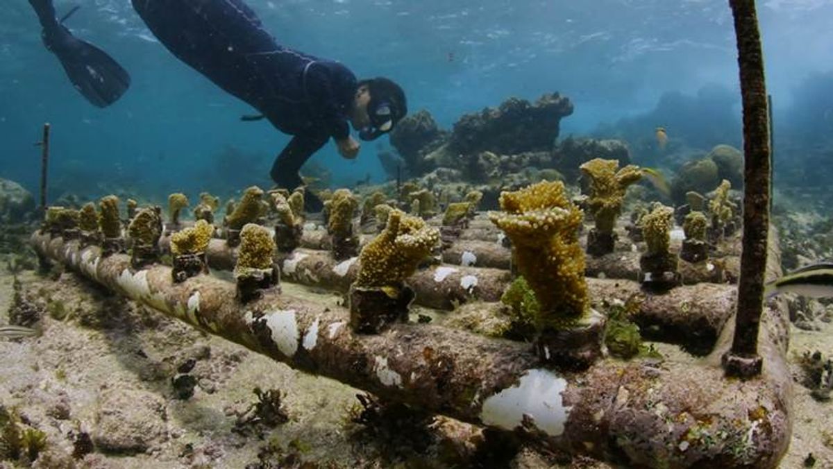  MAR Fellow Gaby Nava inspects one of her coral nurseries on one of the MesoAmerican reefs in Mexico.   (Çapkin van Alphen, CauseCentric Productions)
