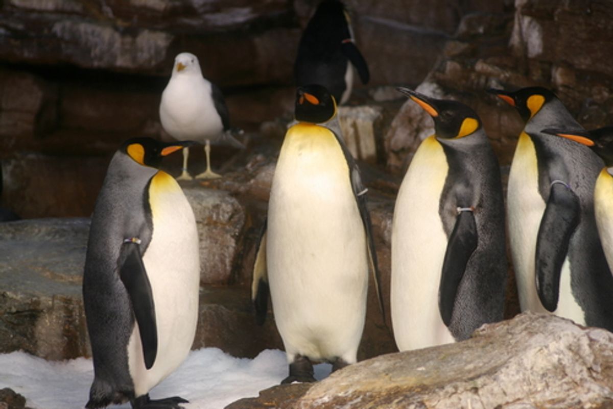 Penguins at SeaWorld in San Antonio, Texas     (Steven Ringler/Shutterstock)
