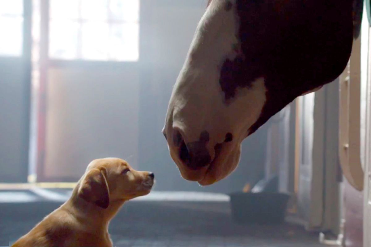 A still from Budweiser's "Puppy Love" Super Bowl commercial.      (budweiser.com)