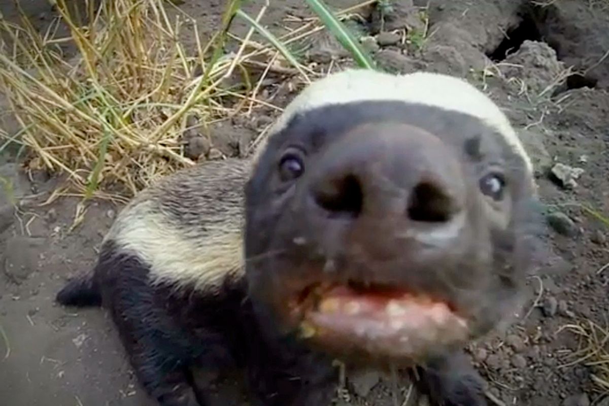 One of the stars of "Honey Badgers: Masters of Mayhem"     (PBS)