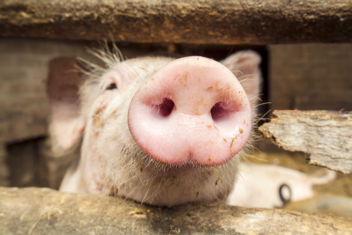A history of pigs is a history of humanity A history of pigs is a history of humanity