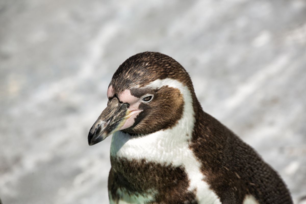 Humboldt penguin     (Christian Colista/Shutterstock)