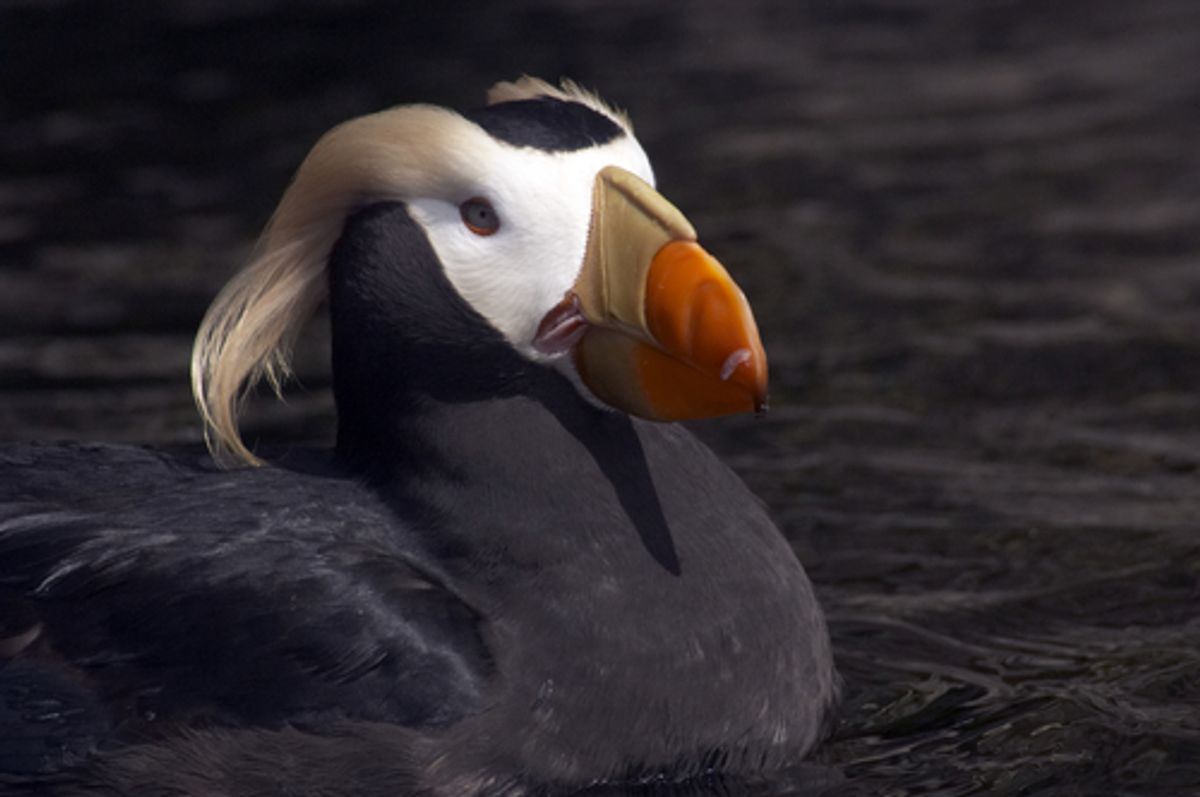 Tufted puffins denied Endangered Species Act protections - OPB