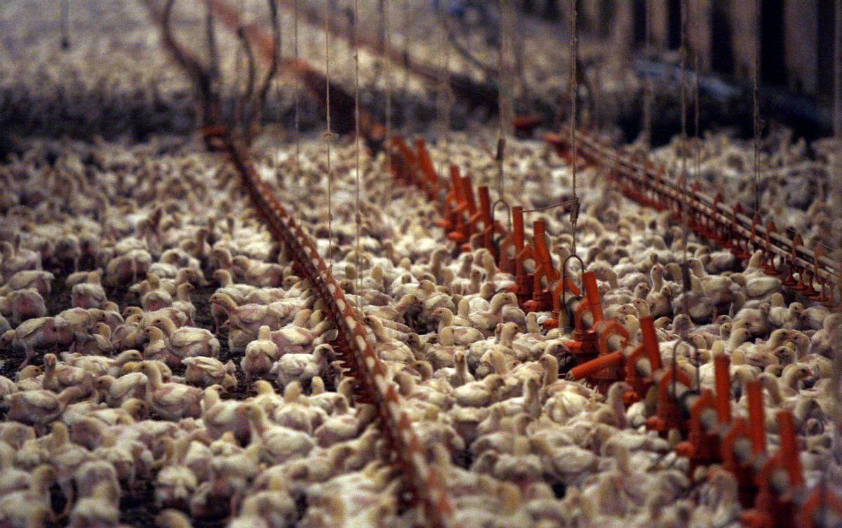 FILE - This Dec. 2, 2008, file photo shows a chicken farm just outside the city limits of Pittsburg, Texas. (AP/LM Otero)