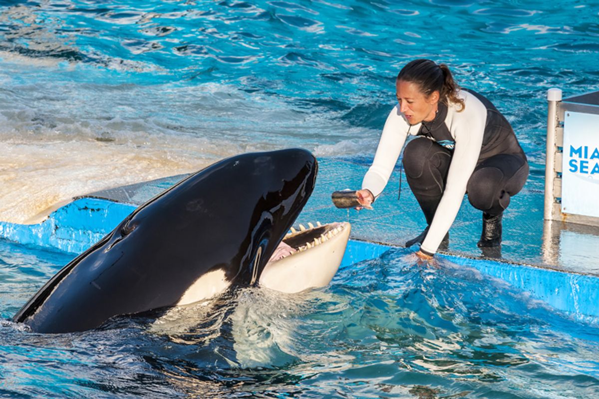 Free Lolita! The remarkable story of a remarkable whale held captive ...